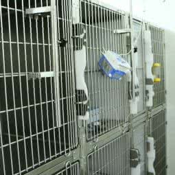 小尾巴专业爱宠管家(宝体店):深圳市宝安区宝体附近