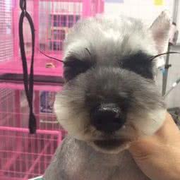 小米精致宠物美容工作室:天津城区武清区武清区附近