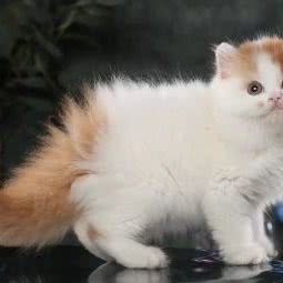 共雅宠物狗场猫舍犬舍(宝安店):深圳市宝安区宝立方附近