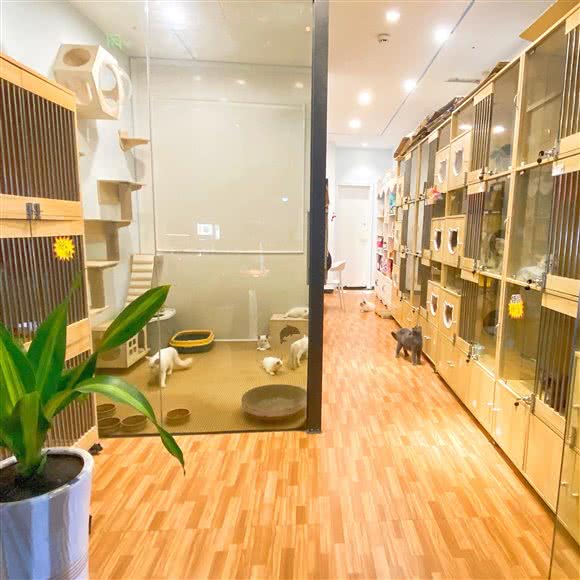 一家宠物生活馆:深圳市宝安区西乡附近