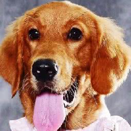 爱派宠物生活馆:深圳市宝安区西乡附近