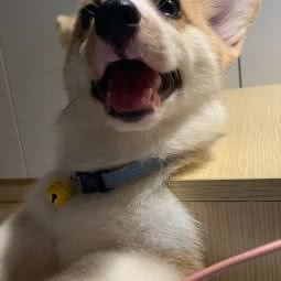 COCOBABY宠物工作室:深圳市宝安区西乡附近