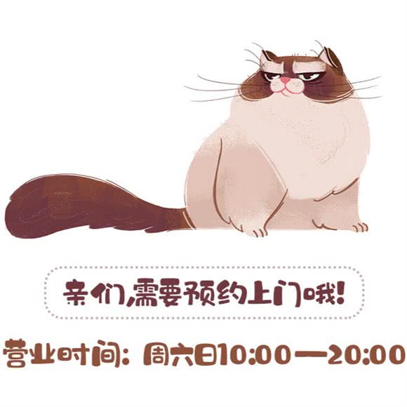 AllSunDay布偶猫舍:深圳市宝安区西乡附近