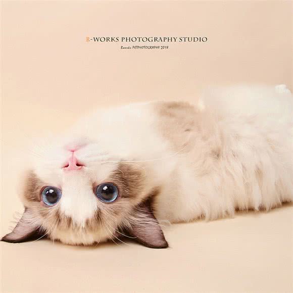 开罗猫舍:深圳市宝安区西乡附近