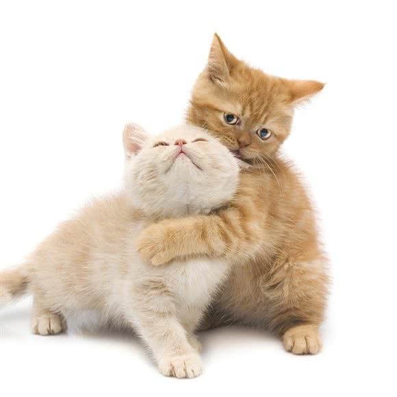 派特宝宠物医院(西乡分院):深圳市宝安区西乡附近