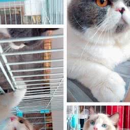 锦云宠物医院:深圳市宝安区西乡附近