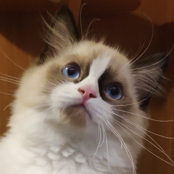 咪晓哆萌宠生活馆:深圳市宝安区新安附近