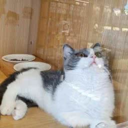 袖虎宠物狗:深圳市宝安区新安附近