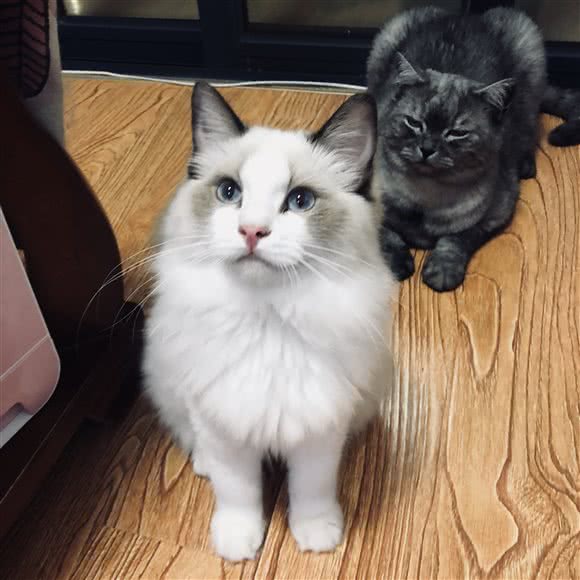 喵远猫舍:深圳市宝安区新安附近