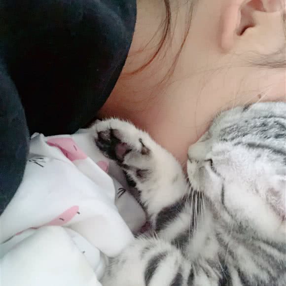 喵小哥萌宠:深圳市宝安区新安附近