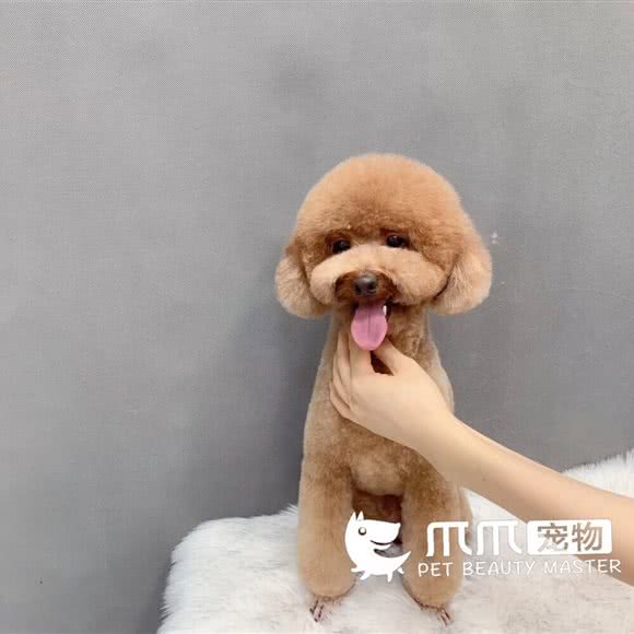 爪爪宠物(灵芝店):深圳市宝安区新安附近