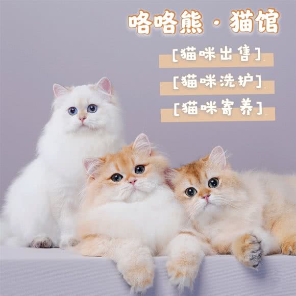 咯咯熊·猫馆:深圳市宝安区新安附近