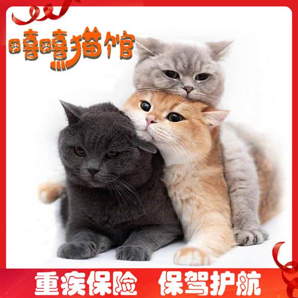 嘻嘻猫馆·宠物店猫舍:深圳市宝安区新安附近