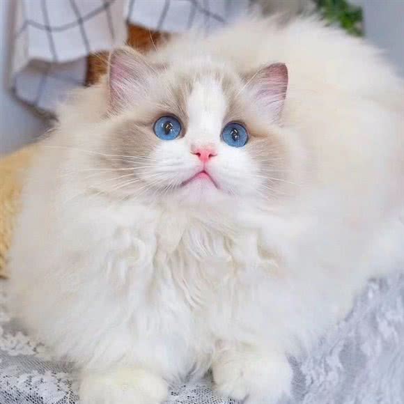 一方猫舍:深圳市宝安区新安附近