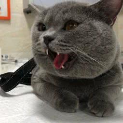 瑞康宠物医院:深圳市宝安区新安附近