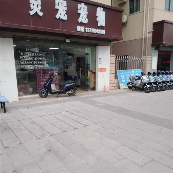 灵宠宠物:深圳市宝安区福永附近