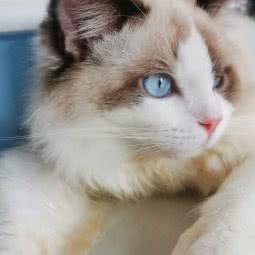 萌包包宠物生活馆:深圳市宝安区福永附近