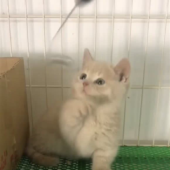 清心猫舍(龙翔山庄):深圳市宝安区福永附近