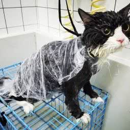 宠新定义宠物医院:深圳市宝安区福永附近