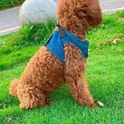 深圳狗场名犬名猫:深圳市宝安区沙井附近