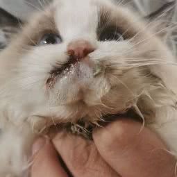 福圆猫园:深圳市宝安区沙井附近