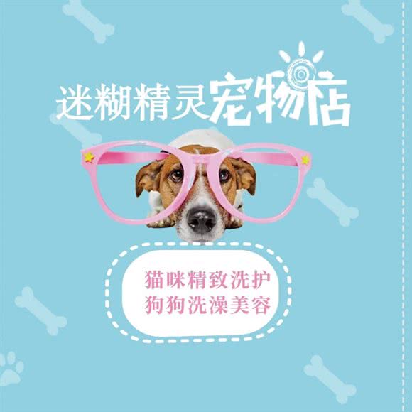 迷糊精灵宠美&培训:天津城区武清区武清区附近