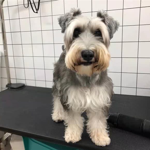 希希宠物:深圳市宝安区石岩附近