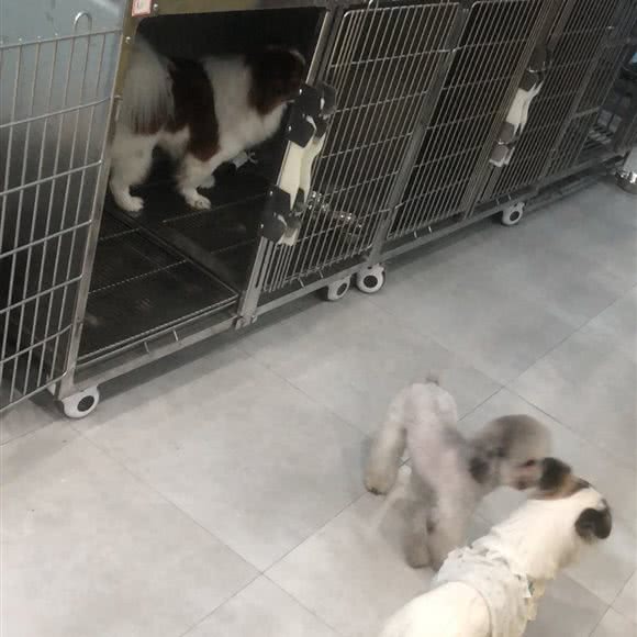 南方宠物港:深圳市宝安区松岗附近