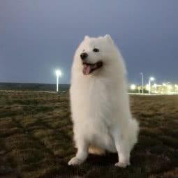 逗宝宠物:深圳市宝安区固戍桃源居附近