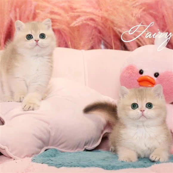 喵生幸福猫屋:深圳市宝安区固戍桃源居附近