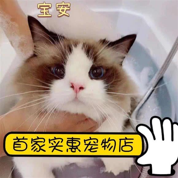 今日猫宠:深圳市宝安区固戍附近