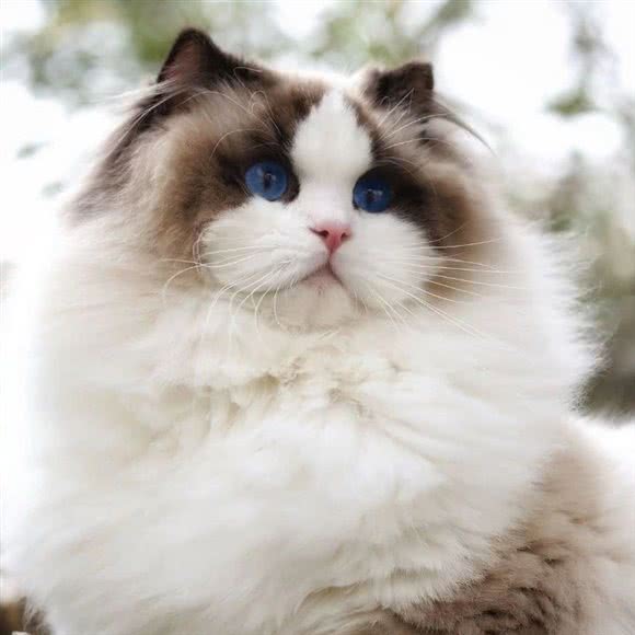 圣宠宠物(固戍店):深圳市宝安区固戍附近