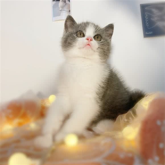 小叮当猫舍(宝安店):深圳市宝安区固戍附近