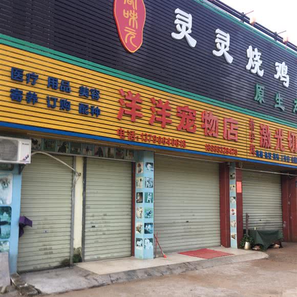 洋洋宠物店:深圳市宝安区罗田/燕川附近