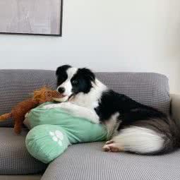 拾陆宠物:深圳市龙岗区龙岗中心城区附近