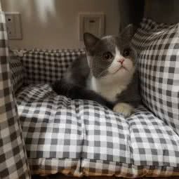 PiDong宠物家:深圳市龙岗区龙岗中心城区附近