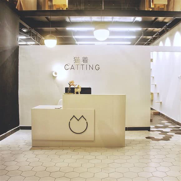 猫着CATTING猫咪寄养馆:深圳市龙岗区龙岗中心城区附近