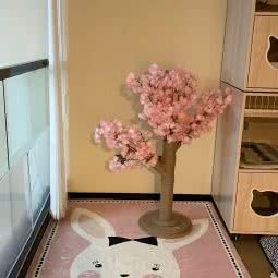 NICOLE CAT:深圳市龙岗区龙岗中心城区附近