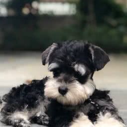 瑞璃动物诊所:深圳市龙岗区龙岗中心城区附近