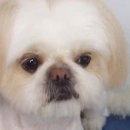 芊懿宠物护肤:深圳市龙岗区坂田/杨美附近