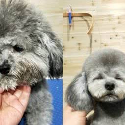 宠爱友家:深圳市龙岗区坂田/杨美附近