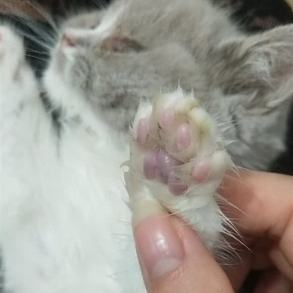 悦来粤宠宠物店:深圳市龙岗区坂田/杨美附近