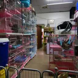 格格宠物:深圳市龙岗区坂田/杨美附近