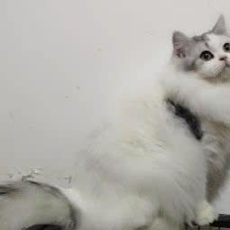 阿比迪宠物:天津城区武清区武清区附近