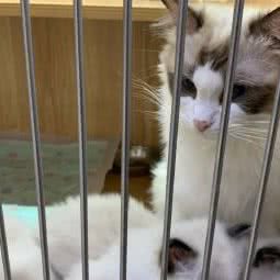 肉滚滚猫舍:深圳市龙岗区坂田/杨美附近