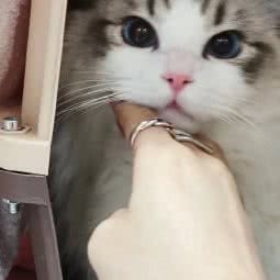 Butters Doll布偶猫舍:深圳市龙岗区坂田/杨美附近