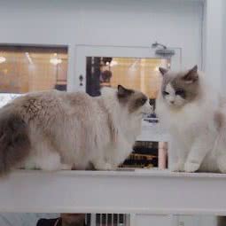 A·Pet猫舍:深圳市龙岗区坂田/杨美附近