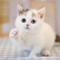 星宠喵猫舍:深圳市龙岗区坂田/杨美附近