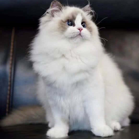 ALEO猫屋:深圳市龙岗区坂田/杨美附近