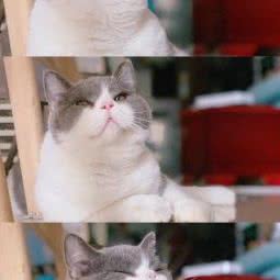 主人心宠物医院(坂田爱恬分院):深圳市龙岗区坂田/杨美附近